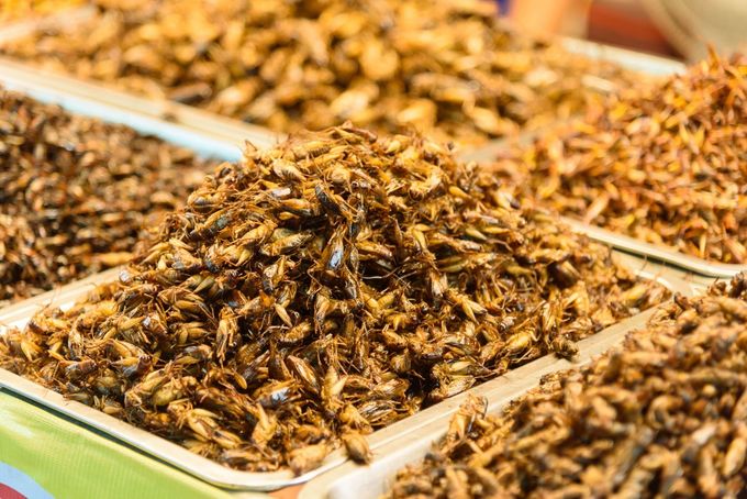 Un montón de bandejas llenas de insectos fritos sobre una mesa.