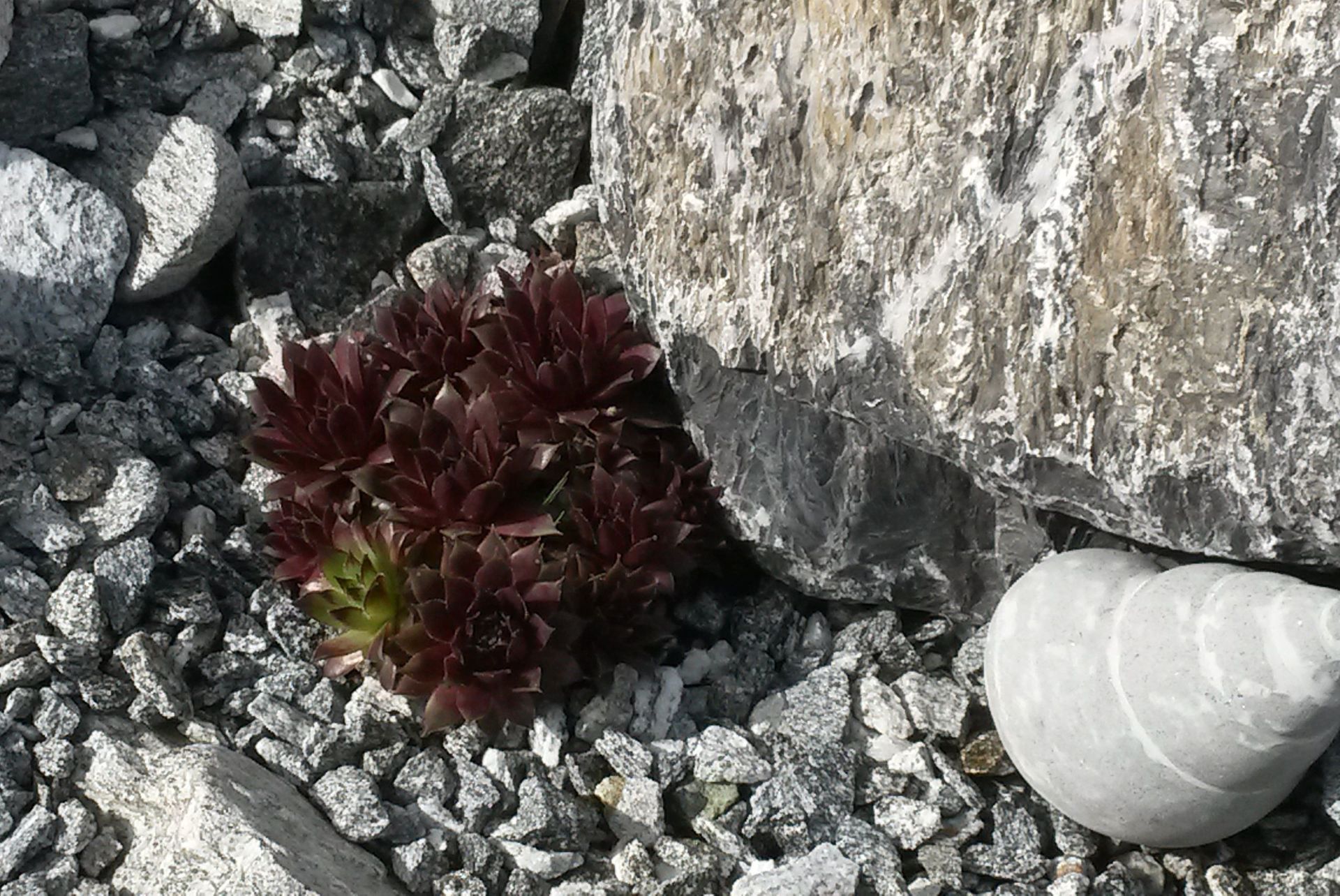 Blumen auf Steinen - Lüthi Gartenbau GmbH