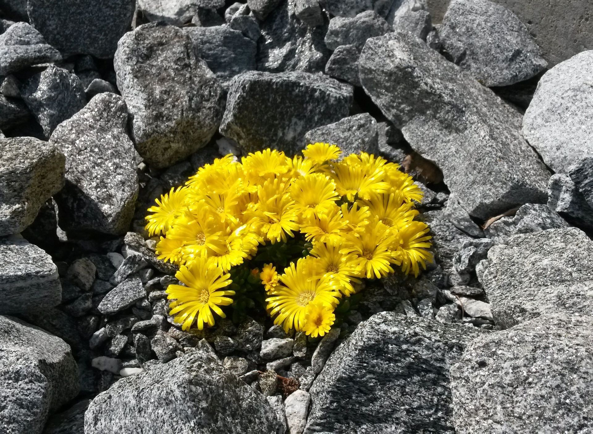 Blumen auf Steinen - Lüthi Gartenbau GmbH