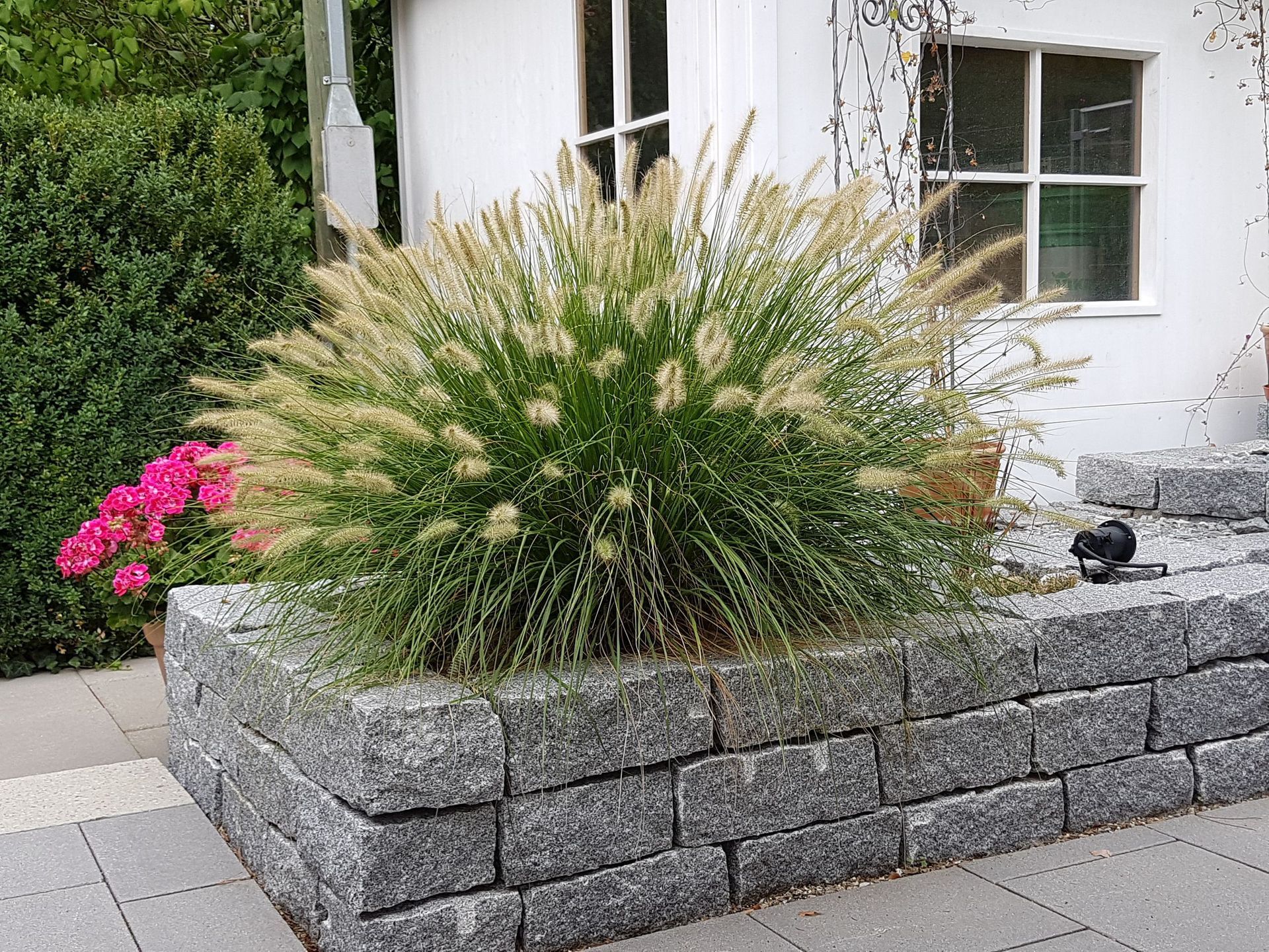 Bepflanzung - Lüthi Gartenbau GmbH