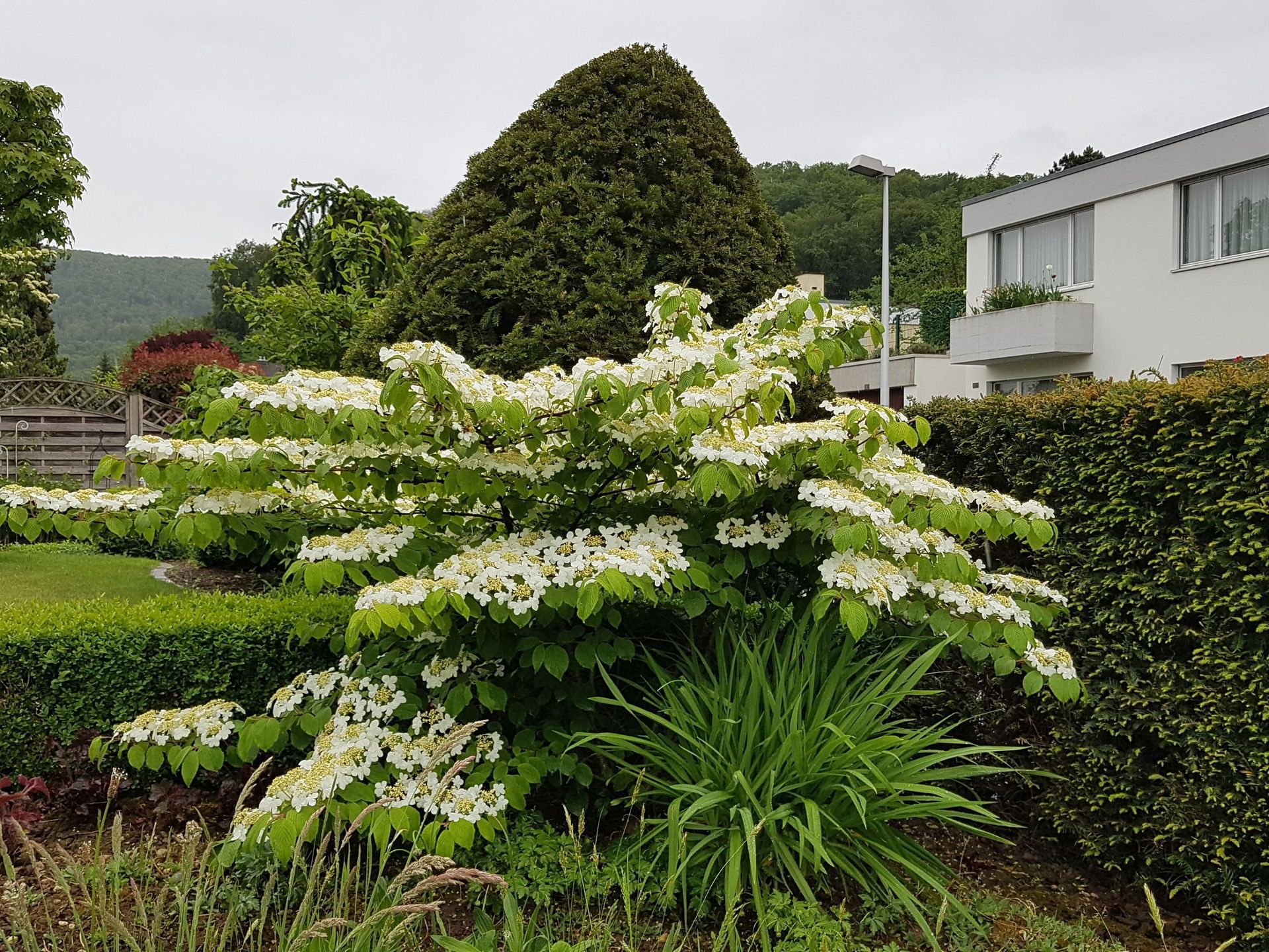 Bepflanzung - Lüthi Gartenbau GmbH