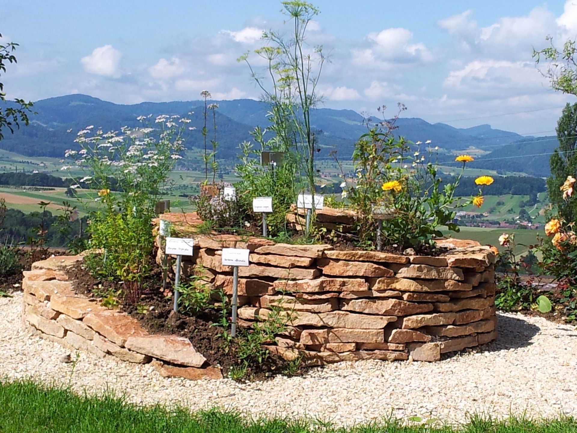Kräuertschnecke - Lüthi Gartenbau GmbH