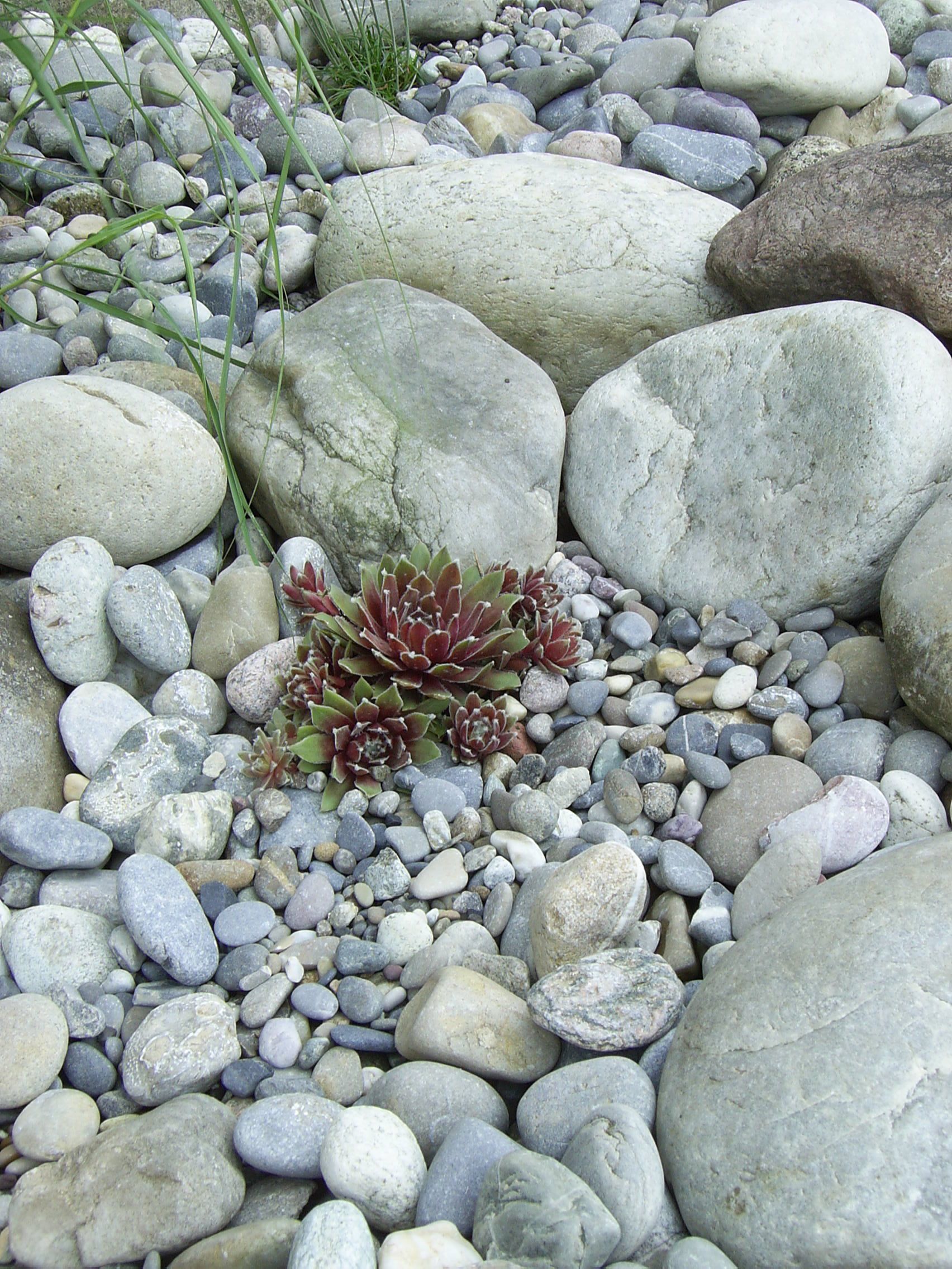 Steingarten - Lüthi Gartenbau GmbH