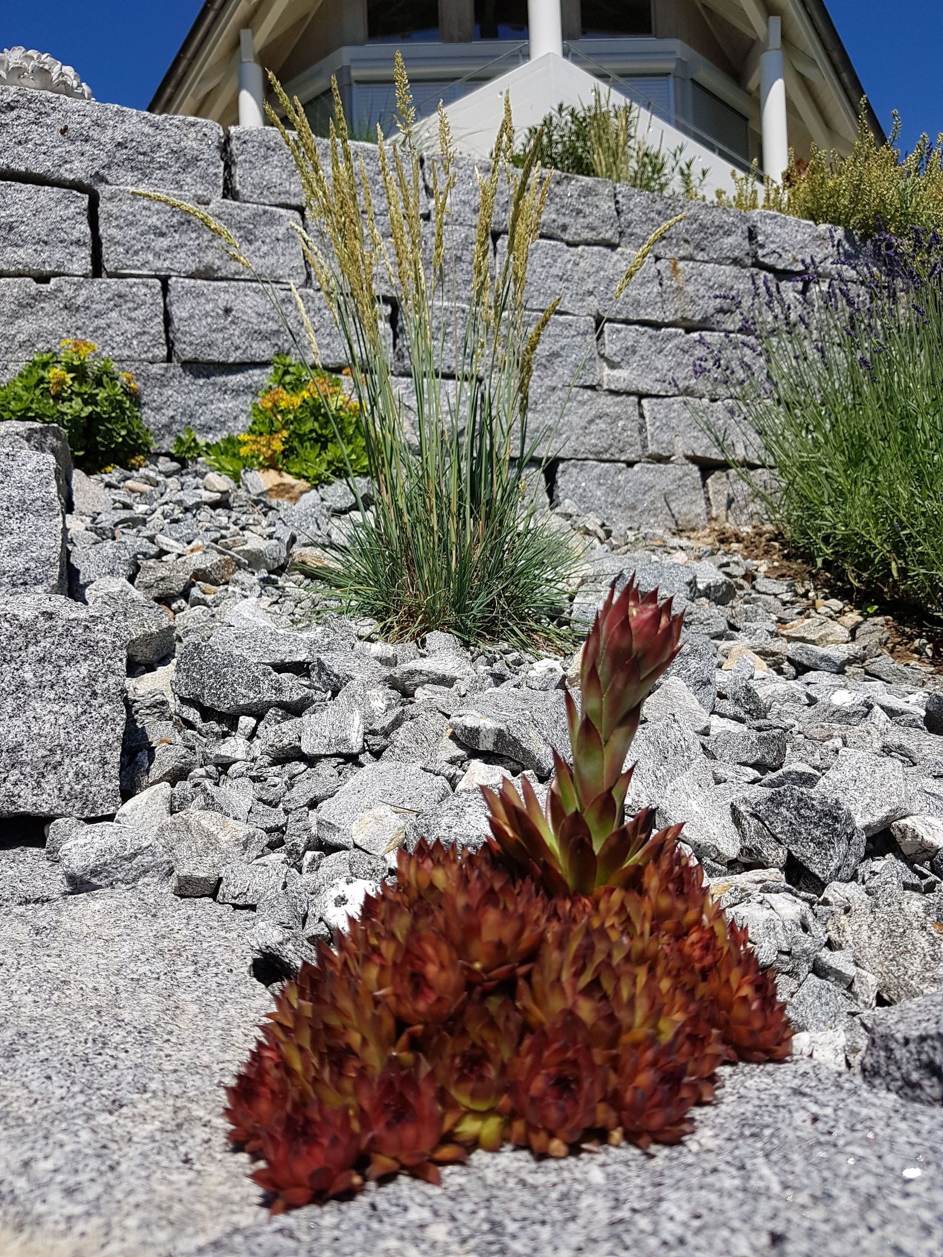 Steingarten Steingarten Maggia-Granit 2 - Lüthi Gartenbau GmbH