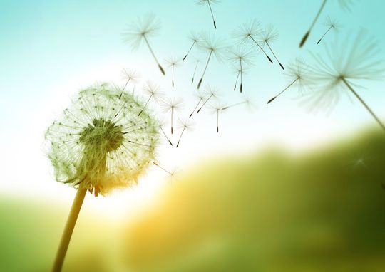 Un pissenlit dont les graines s'envolent