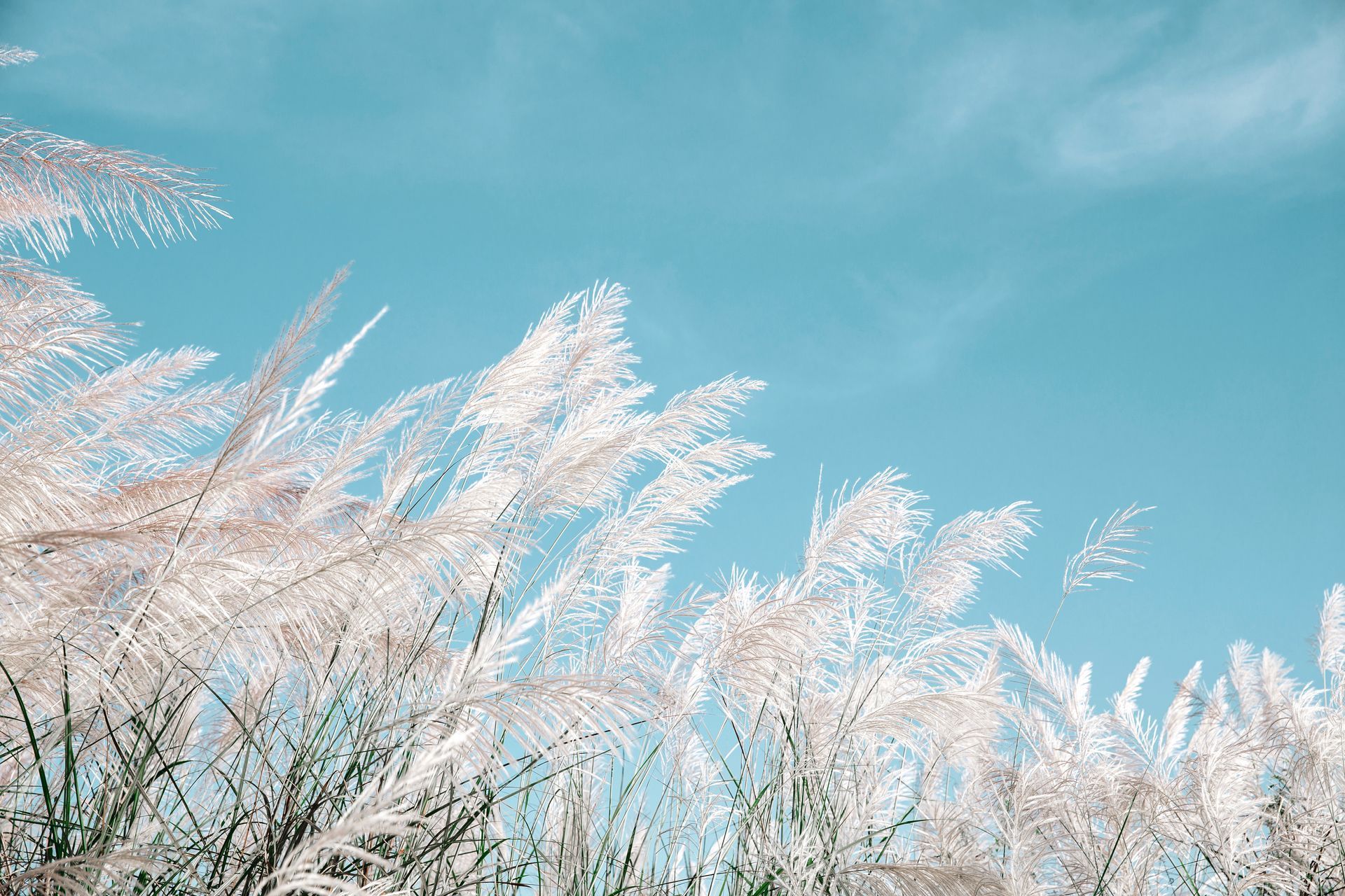 Des pampas et le ciel bleu