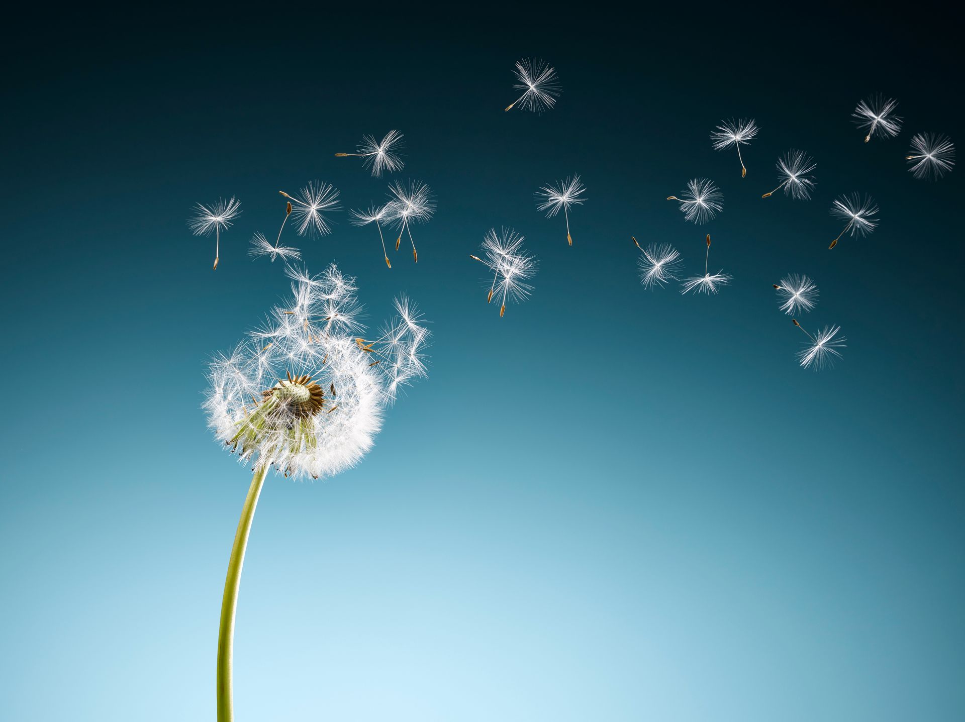 Un pissenlit dont les graines s'envolent