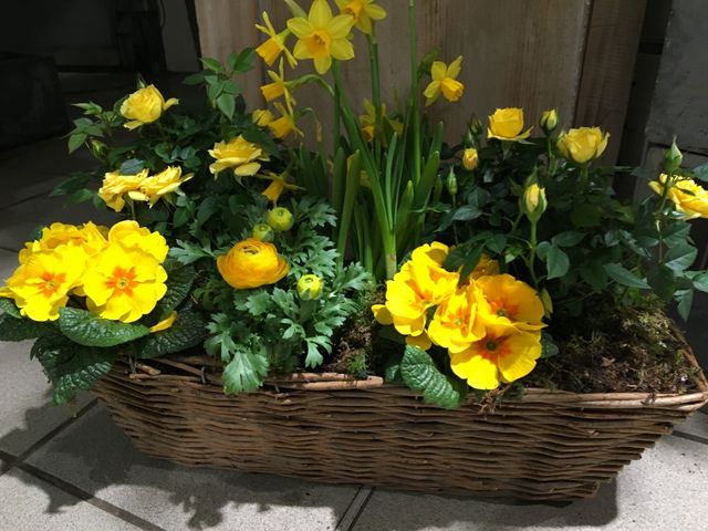 Composition de fleurs coupées et plantes d’intérieur dans un panier