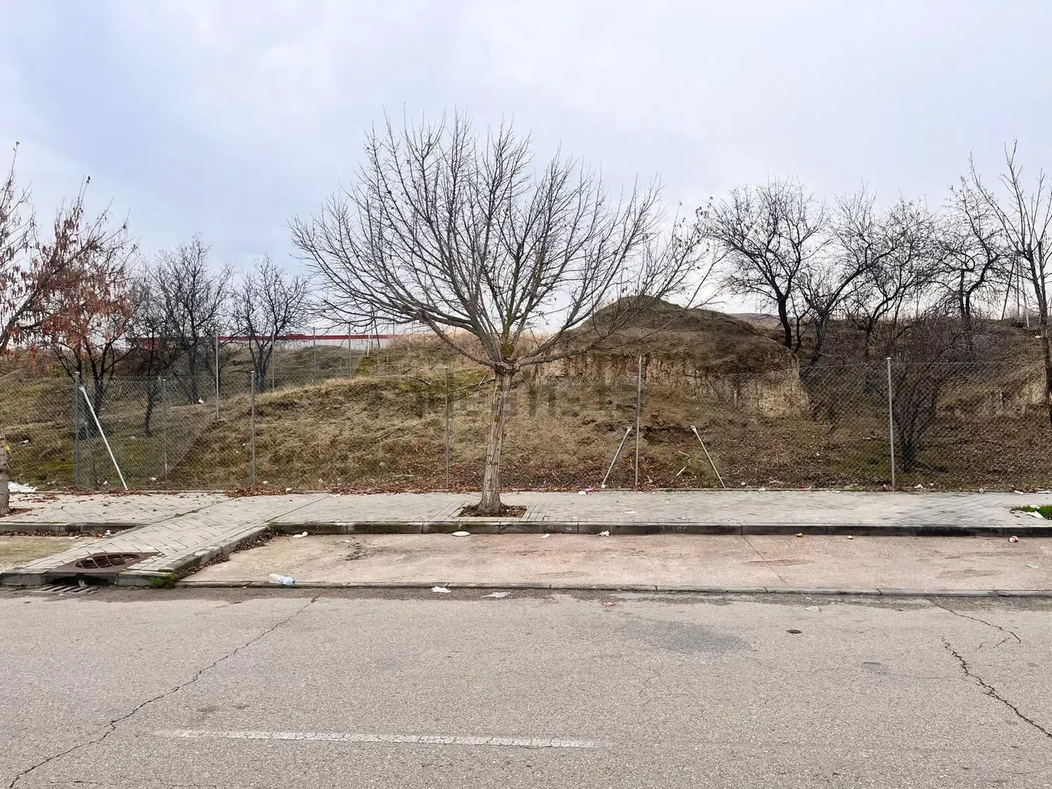 Un árbol sin hojas se yergue frente a una colina cubierta de hierba y una acera bajo un cielo nublado.