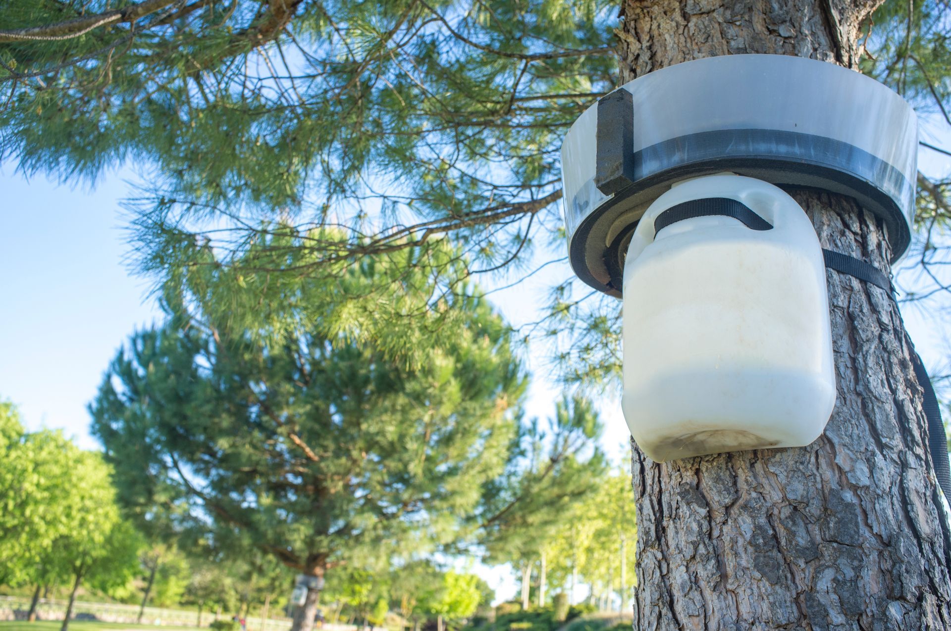 Soin contre les chenilles processionnaires 