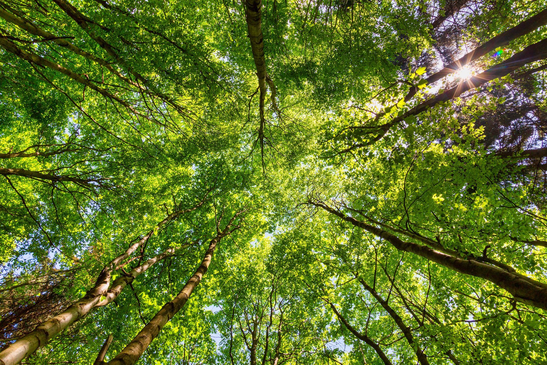 Des branches d'arbres qui cachent le ciel