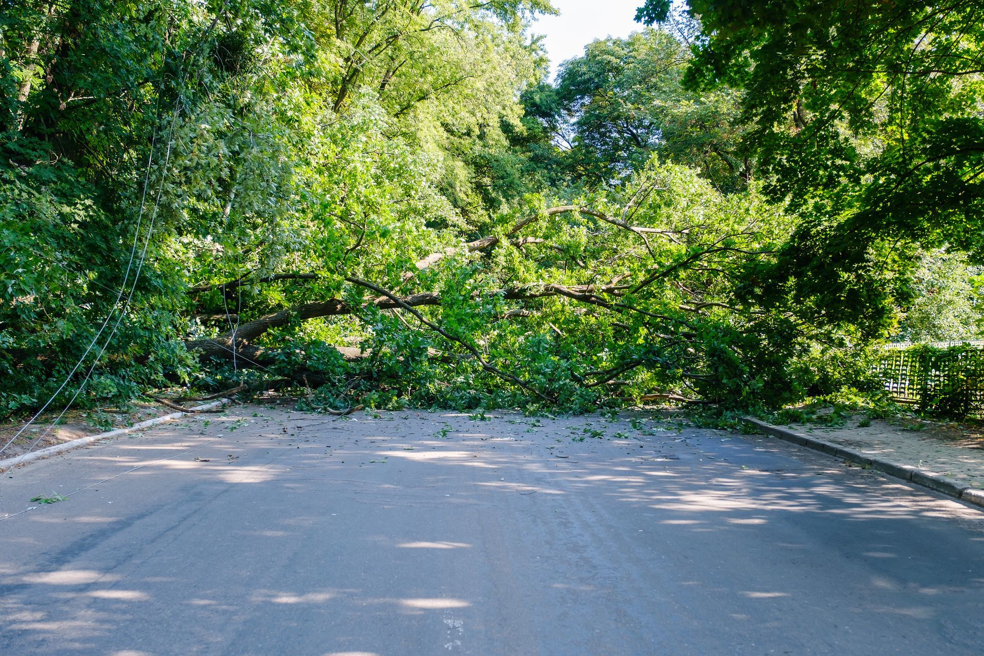 Arbre couché sur une route
