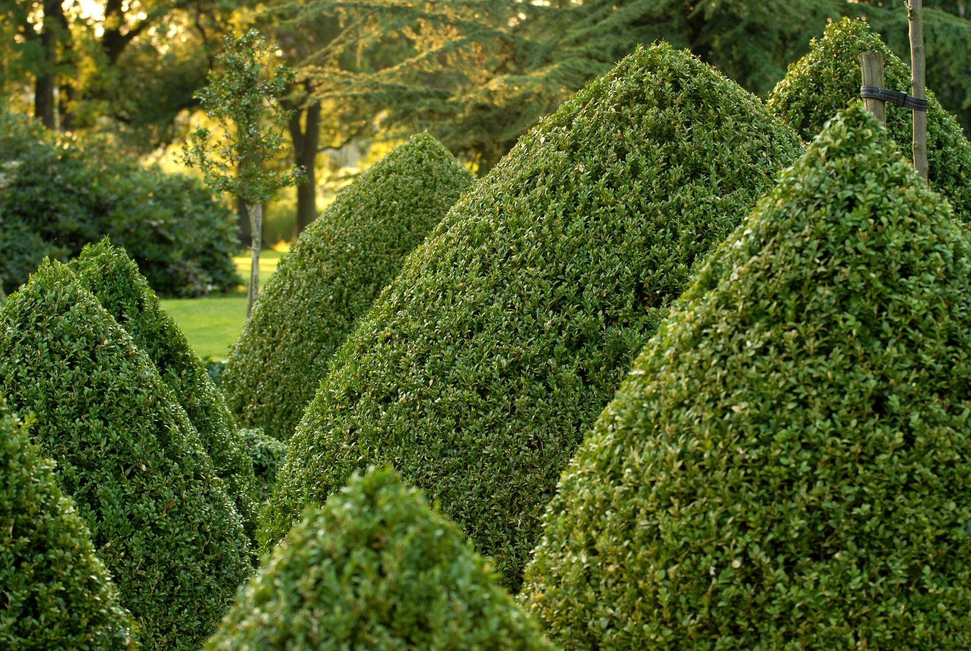Arbustes à taille architecturée