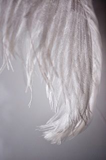 Un primer plano de una pluma blanca sobre un fondo gris.