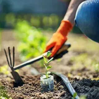 Una persona está plantando una pequeña planta en el suelo.