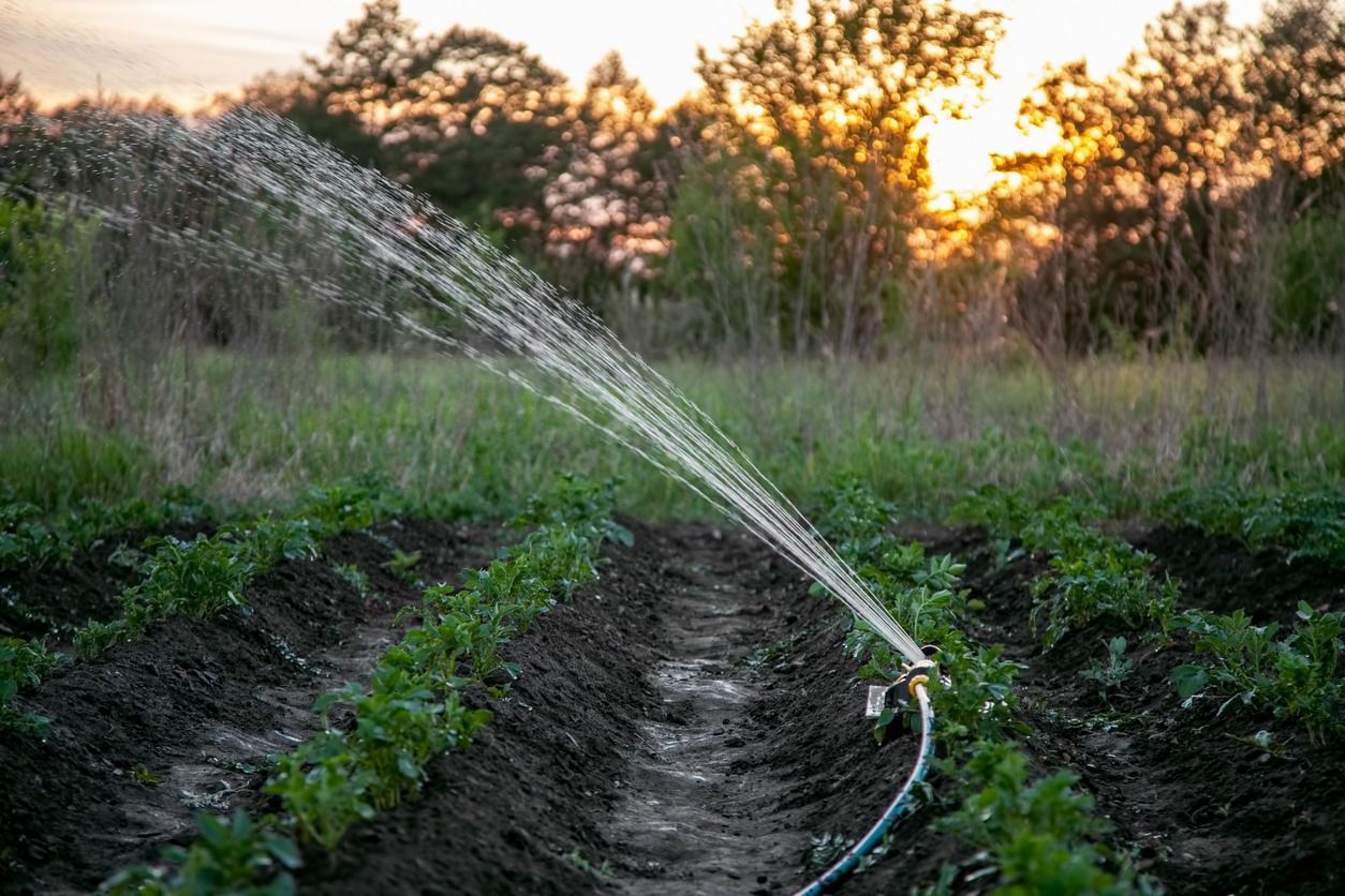 Una manguera está rociando agua sobre un campo de plantas al atardecer.