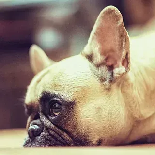 Un primer plano de un bulldog francés tendido en el suelo.