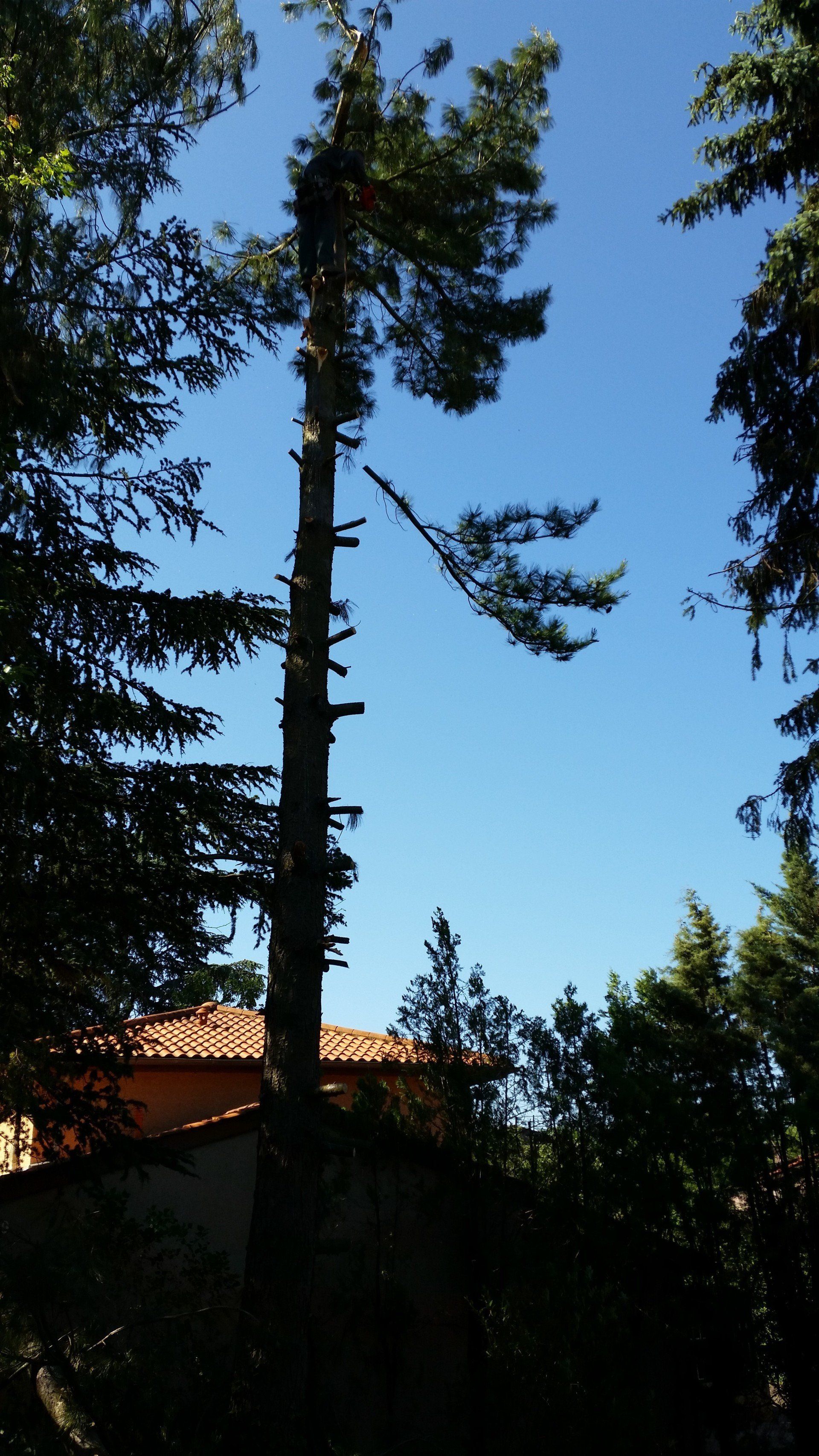 L'abattage de vos arbres