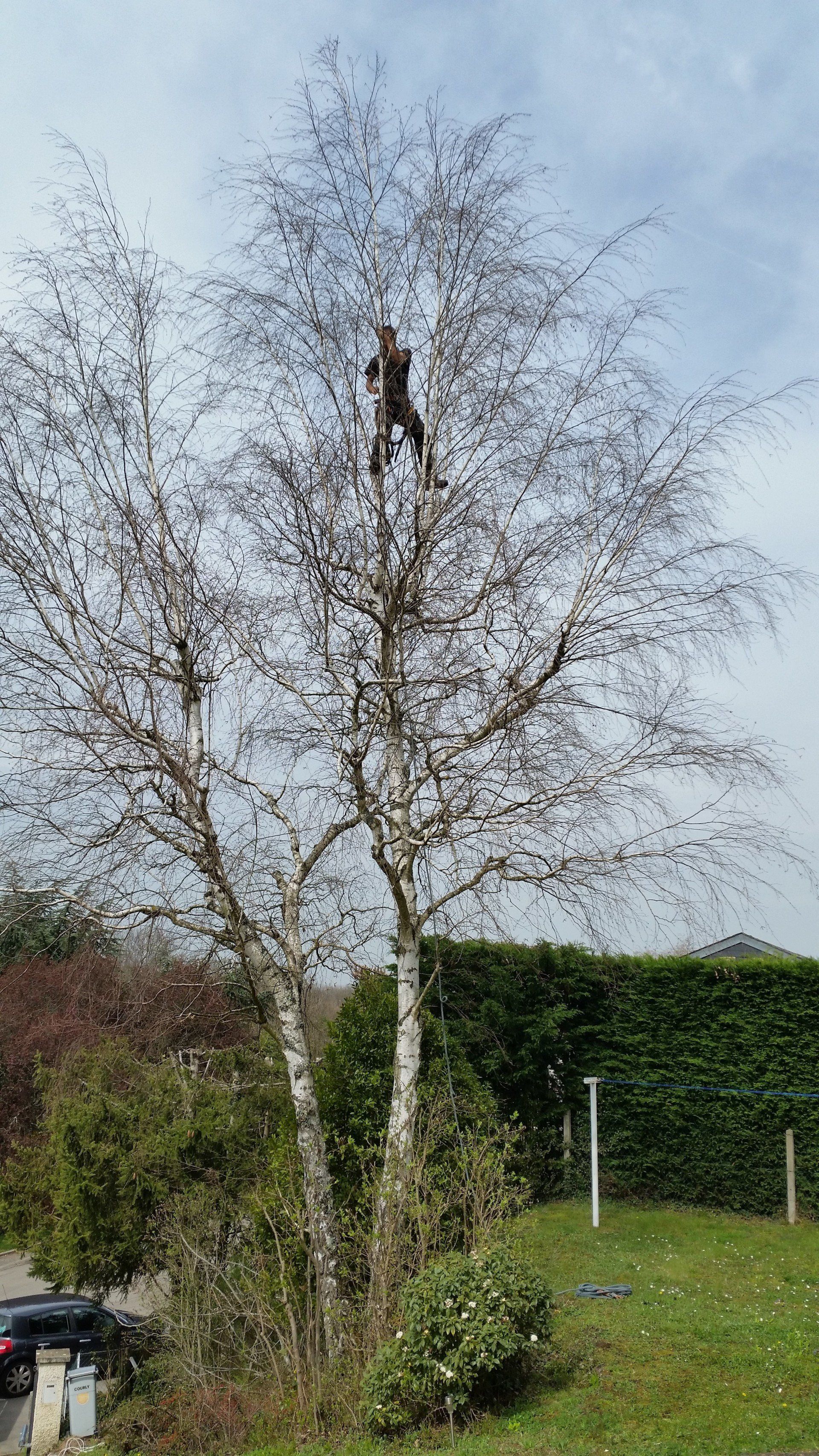 Élagage taille douce