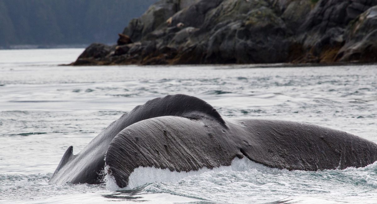 A humpback whale on the Oregon Coast emerging out of the water