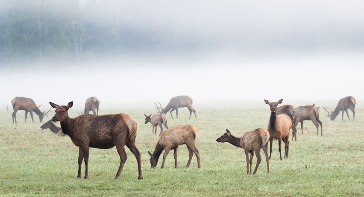 Elk near Gearhart  during winter on the Oregon coast