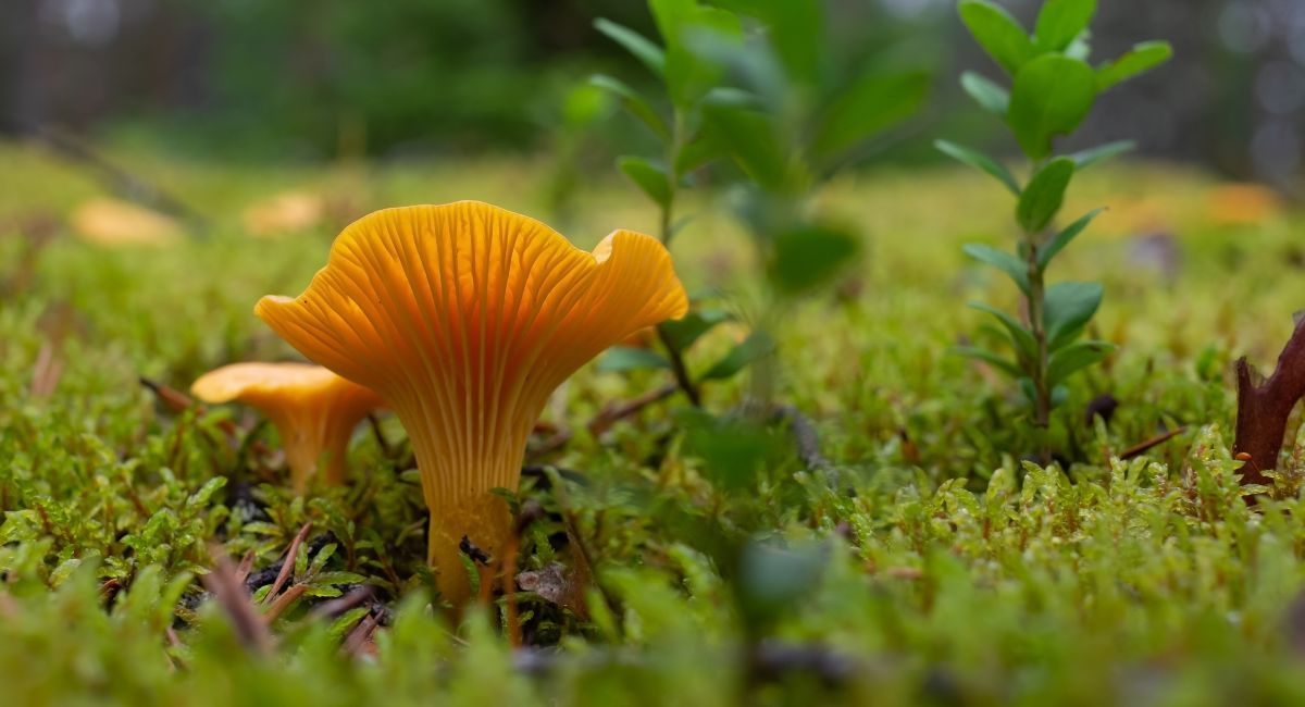 Golden chanterelle mushrooms growing on mossy forest floor in Clatsop State Forest
