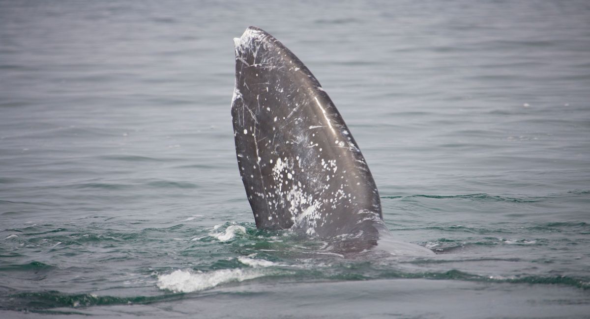 Gray whale spotted during winter whale watching season on the Oregon coast