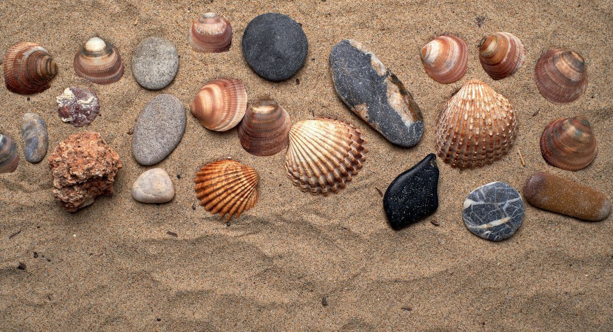 Sand dollars, shells, and rocks collected while beachcombing on Gearhart Beach, Oregon