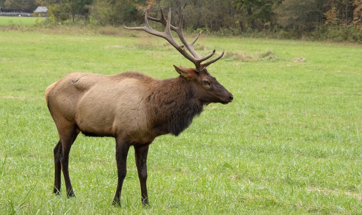 Roosevelt elk grazing in a grassy field near Gearhart Golf Links, Oregon