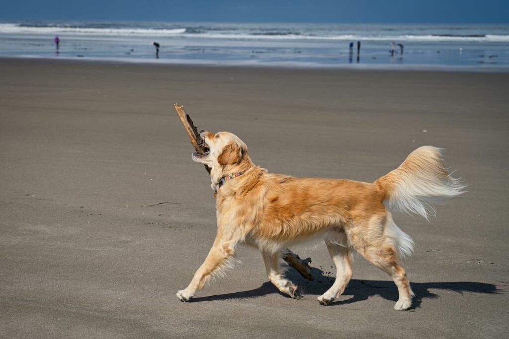 A dog playing at the beach in Gearhart
