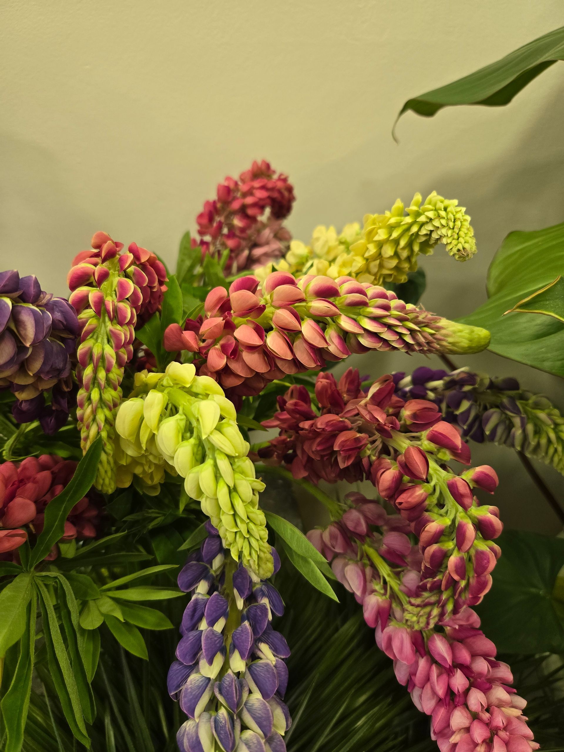 Un bouquet de lupins aux couleurs chatoyantes (rose, violet, vert et jaune)