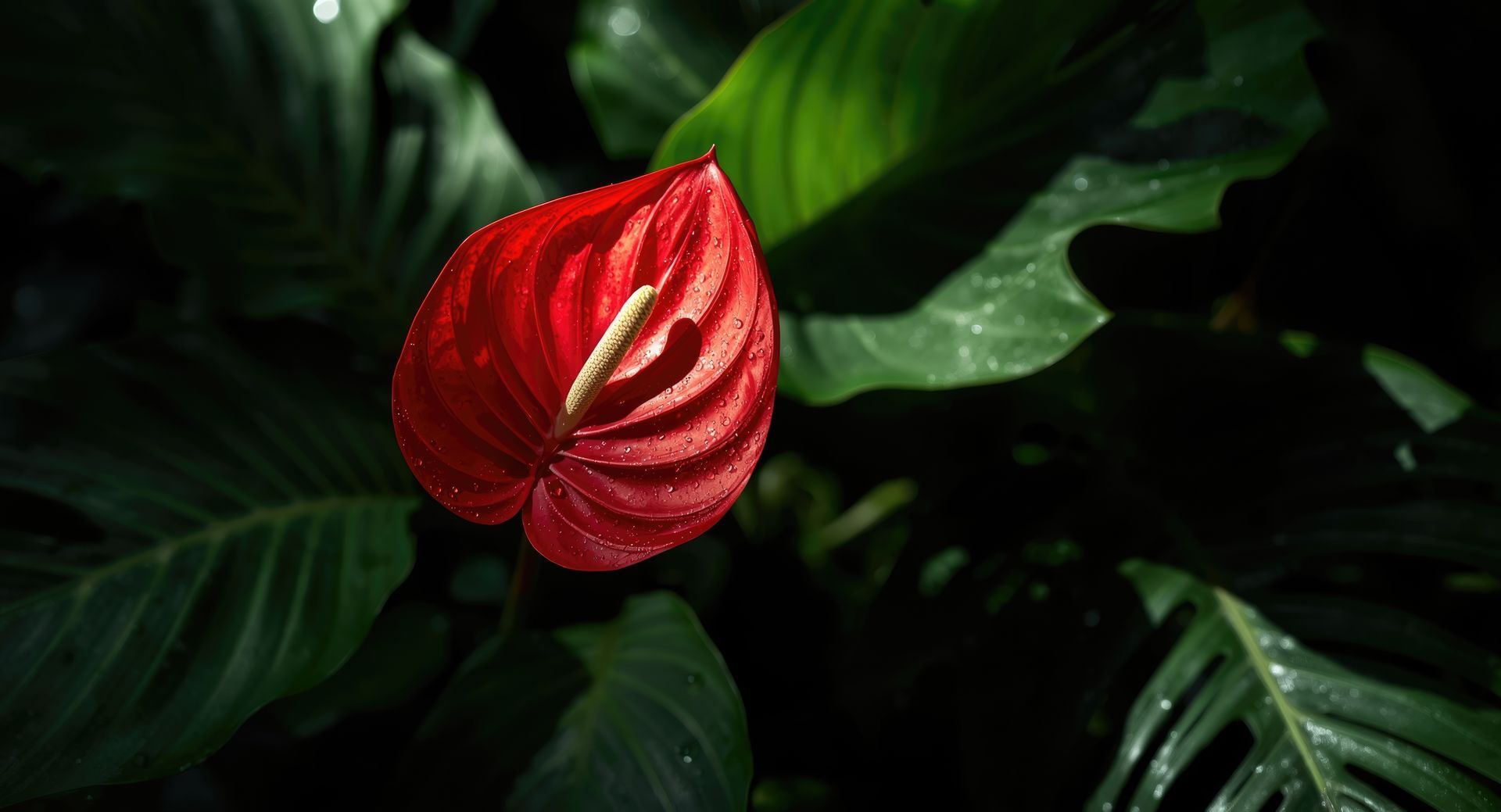 Une fleur d'anthurium rouge se détachant sur des feuilles vert foncé dans une lumière tamisée.