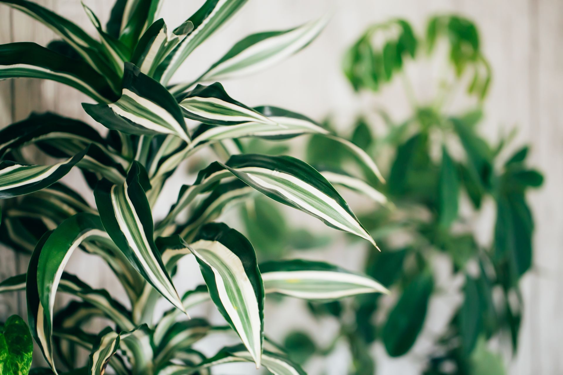 Des plantes d'intérieur panachées de vert et de blanc près d'une fenêtre lumineuse, une plante parfaitement nette et une autre floue en arrière-plan.