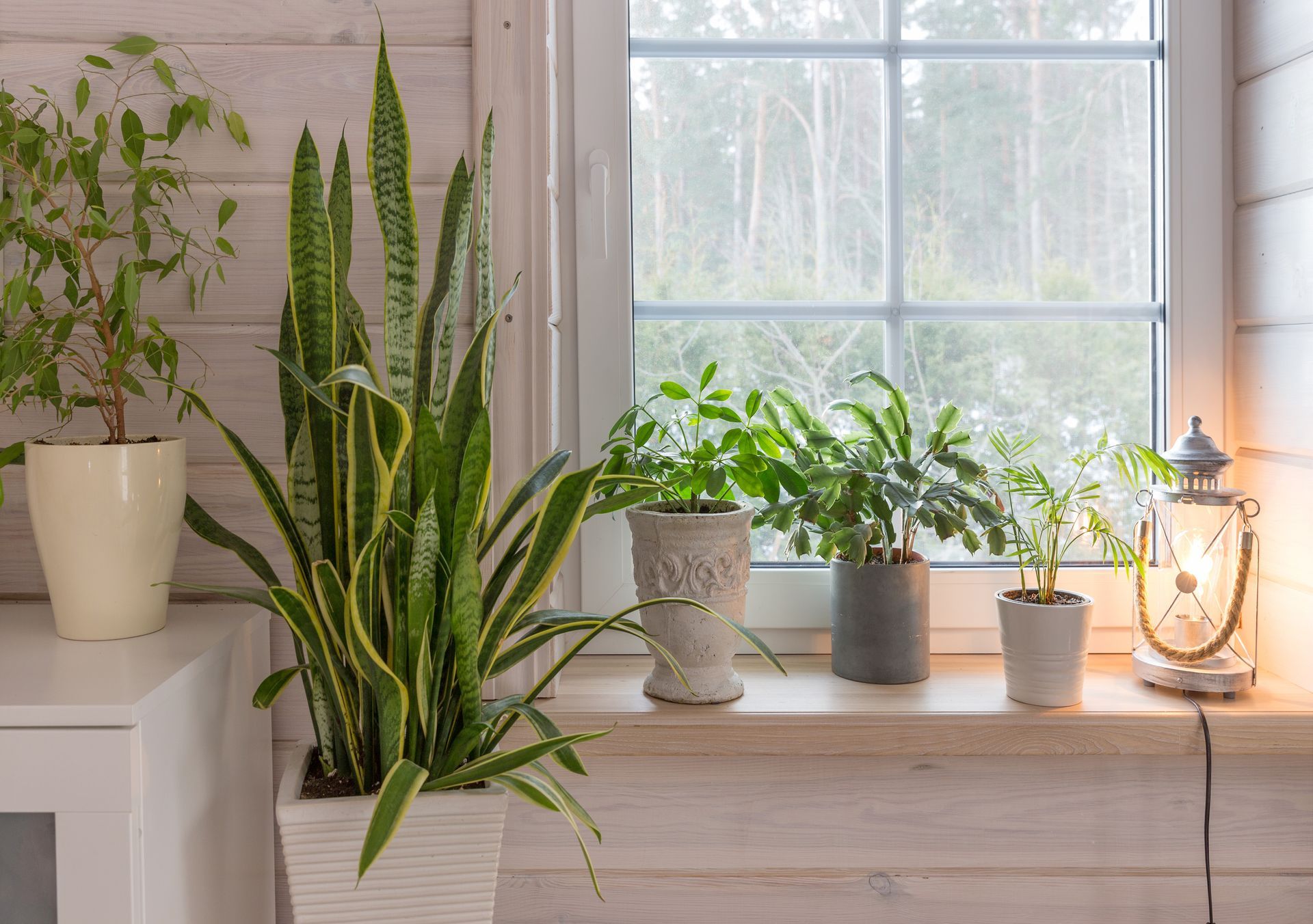 Des plantes d'intérieur en pot sur le rebord d'une fenêtre à côté d'une lanterne allumée dans une pièce lumineuse