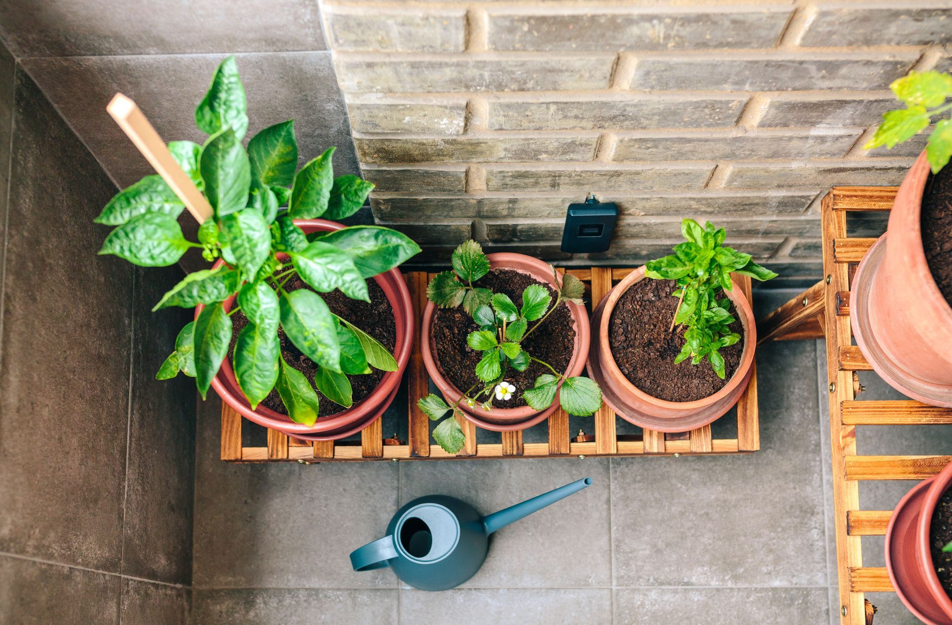 Vue plongeante sur des plantes en pot sur une terrasse carrelée, à côté d'un arrosoir bleu.