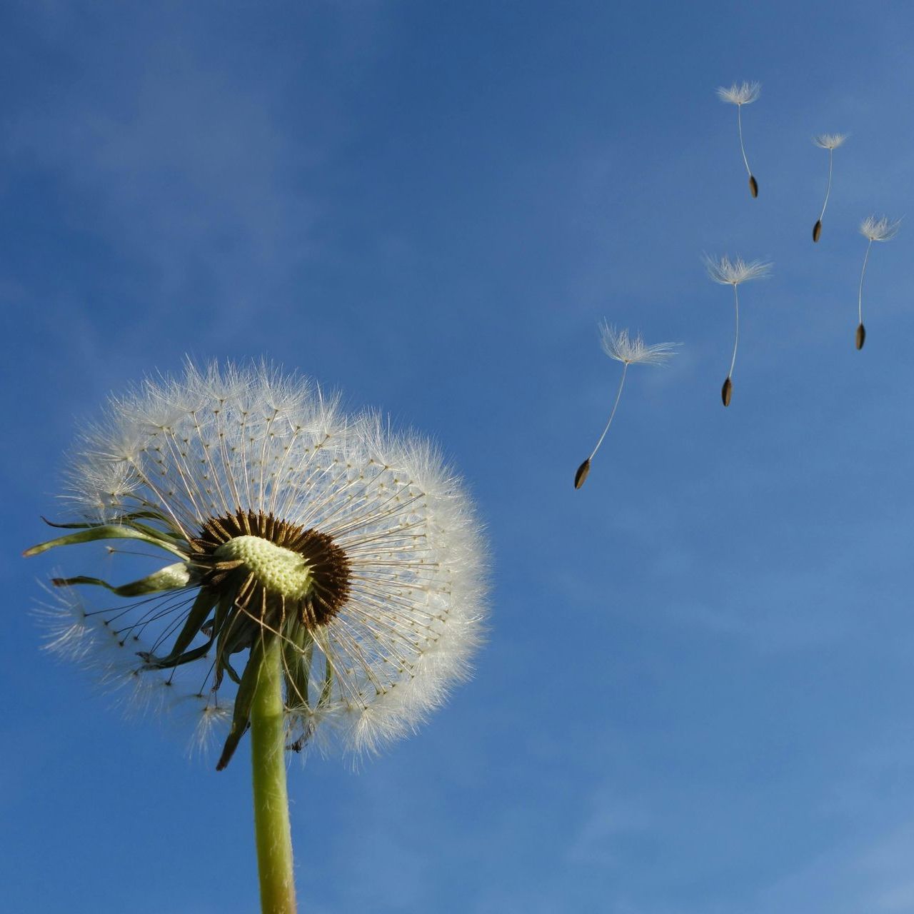 Ein Löwenzahn mit Samen, die im Wind vor einem blauen Himmel wehen