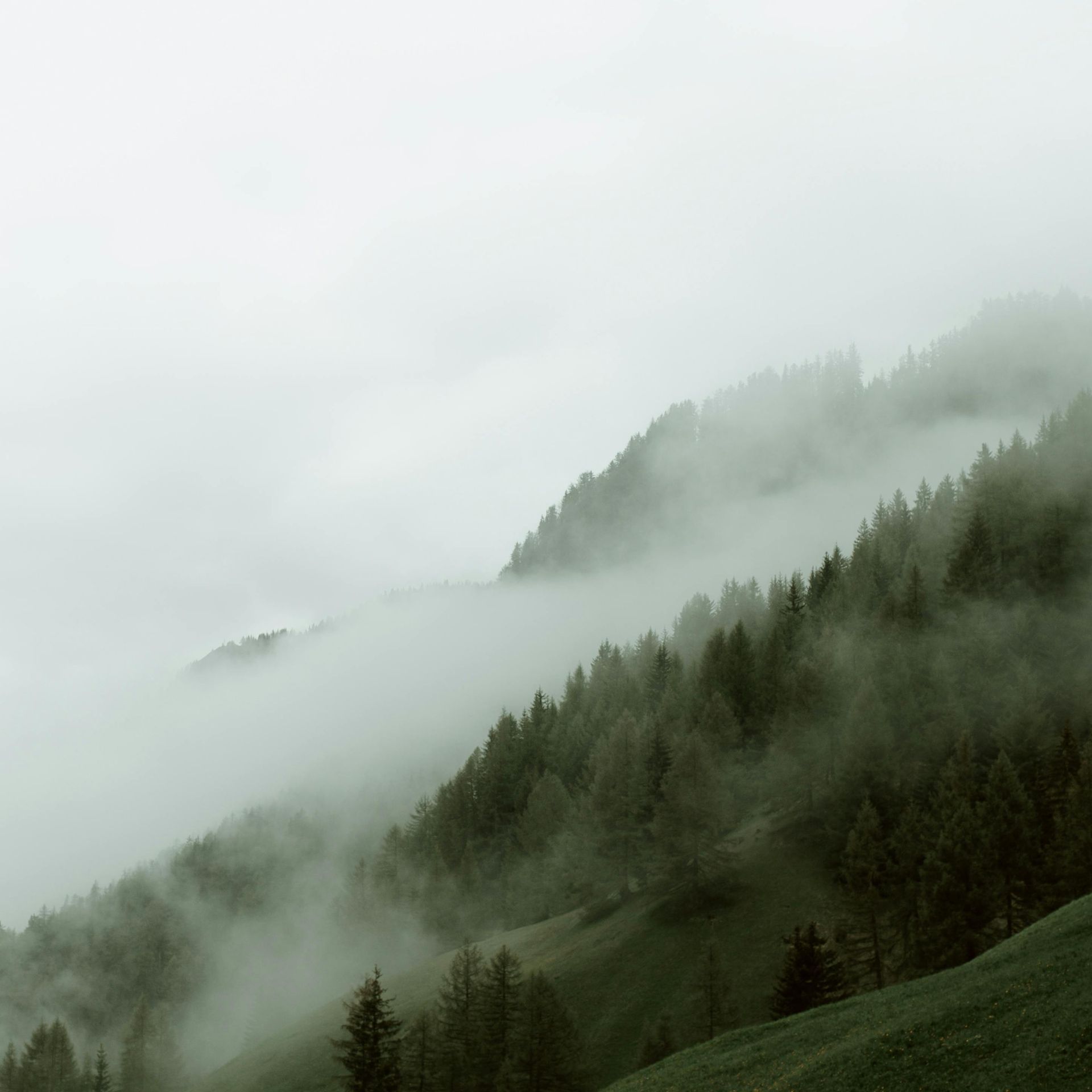 Ein von Nebel und Bäumen bedeckter Berg an einem bewölkten Tag.