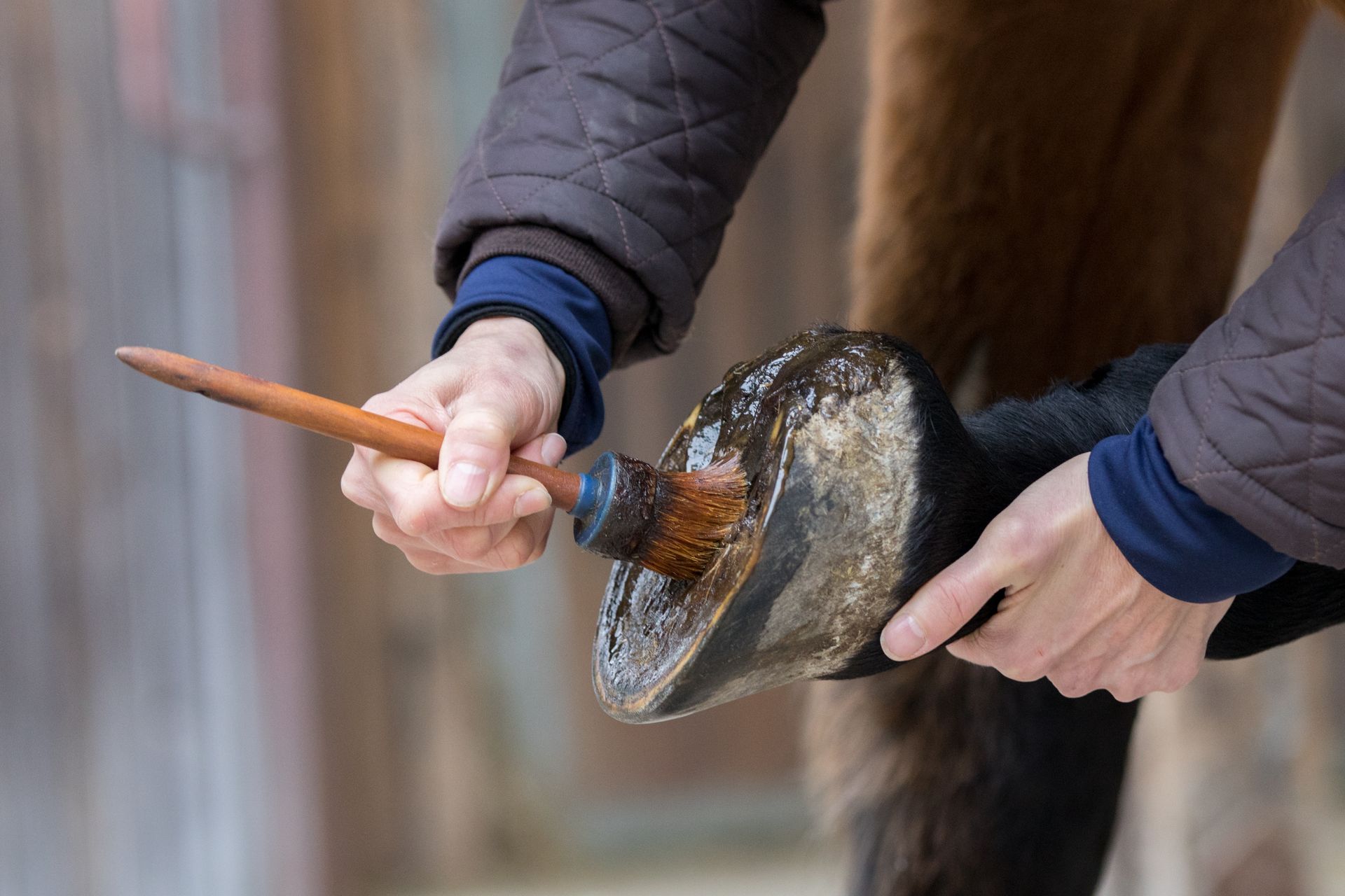 Personne soignant le sabot avant d'un cheval. Elle porte des gants et des bottes et applique un produit blanc sur le sabot.