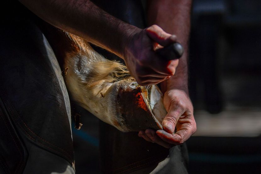 Maréchal-ferrant parant le sabot d'un cheval avec un couteau, gros plan.