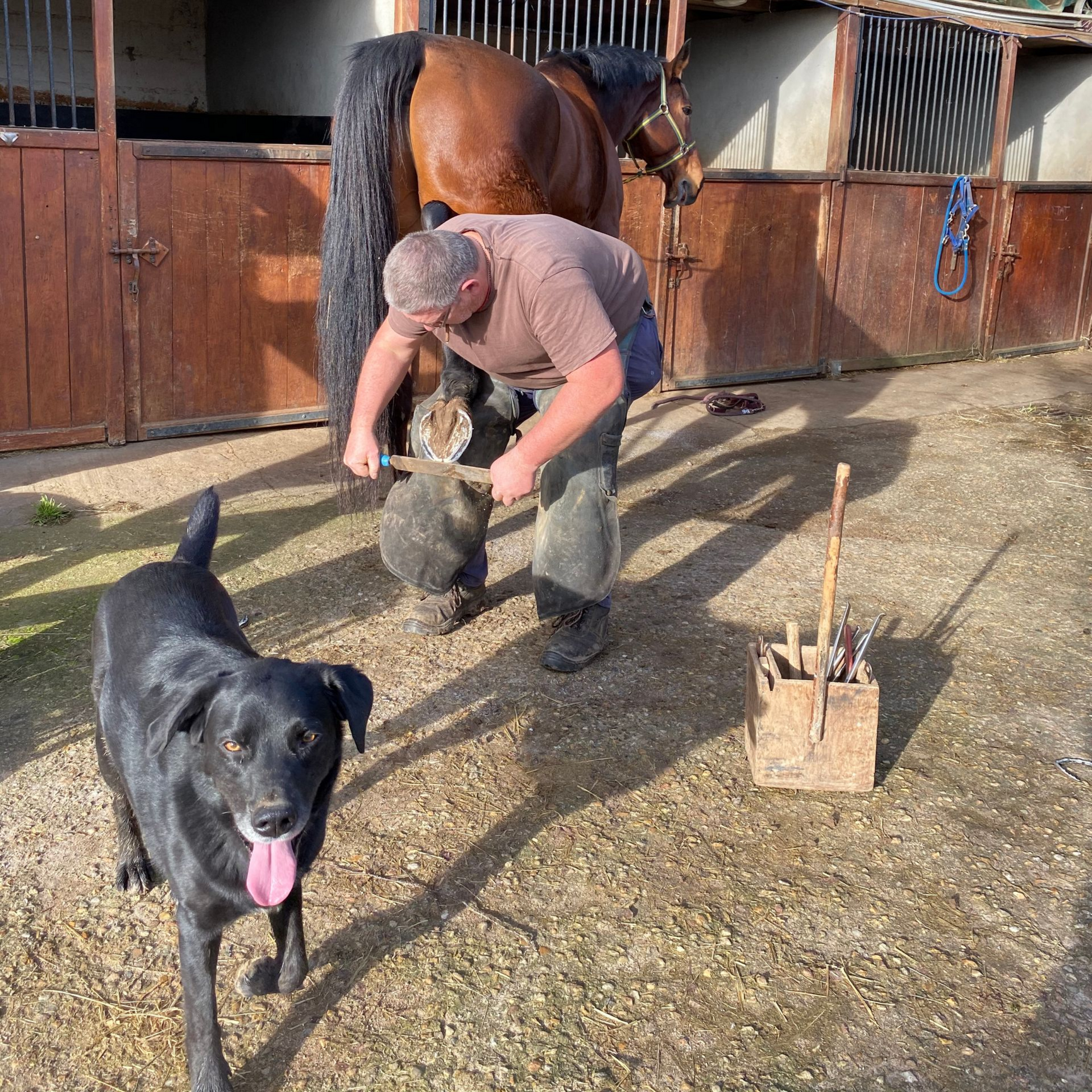 Un maréchal-ferrant limant le sabot d'un cheval, portant des gants, en gros plan.