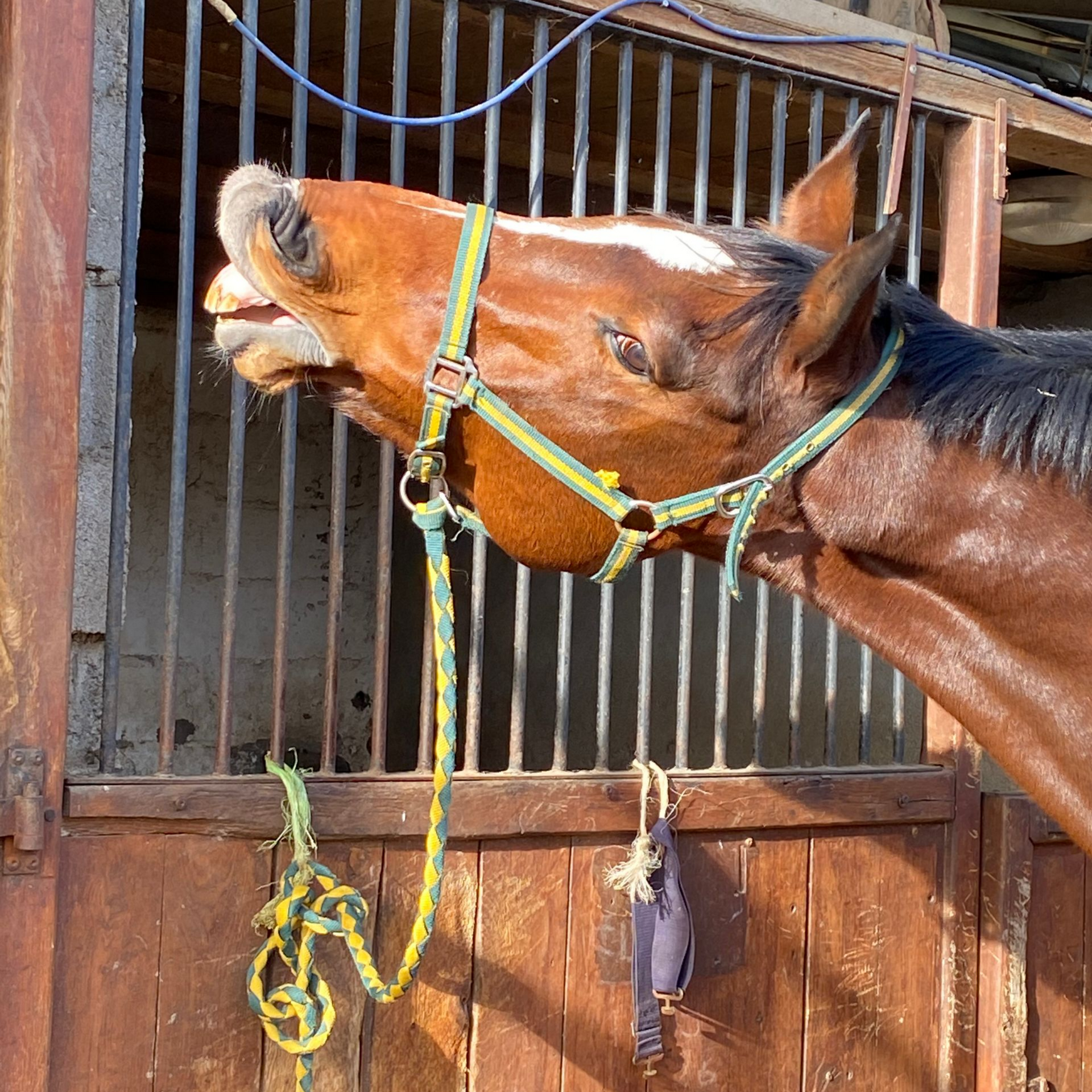 Cheval dans une stalle, regardant vers l'avant avec une robe brune et une liste blanche.