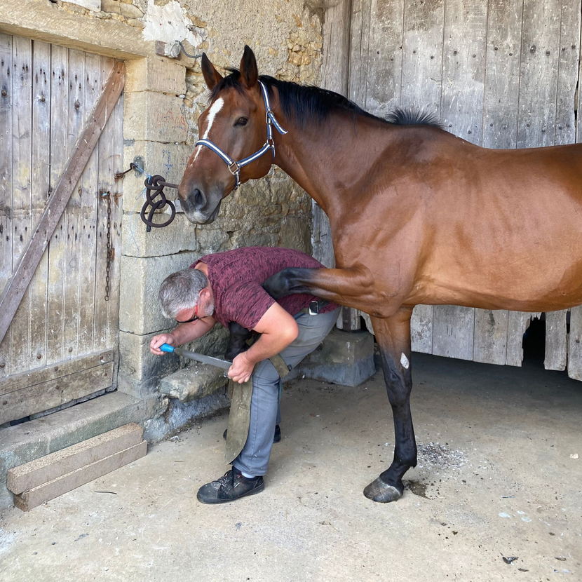 Maréchal-ferrant en train de ferrer un cheval en utilisant des outils près d'une boîte à outils.