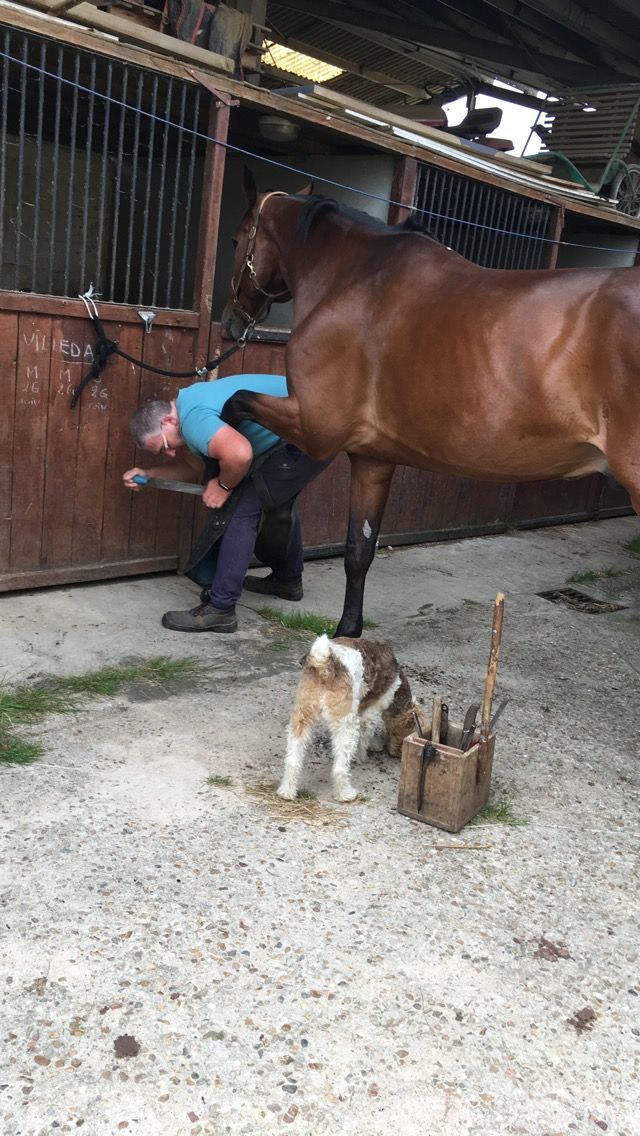 Maréchal-ferrant limant le sabot d'un cheval avec une lime en métal, portant des gants et un tablier.
