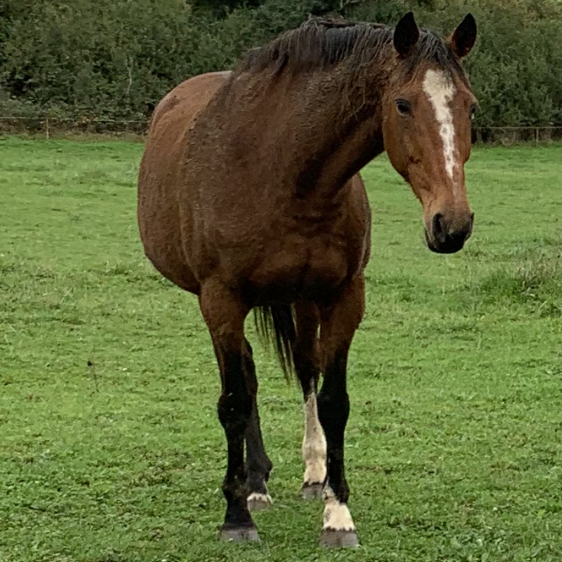 Personne tenant la patte d'un cheval et examinant son sabot. Cheval brun et blanc à la fourrure fauve ; extérieur.
