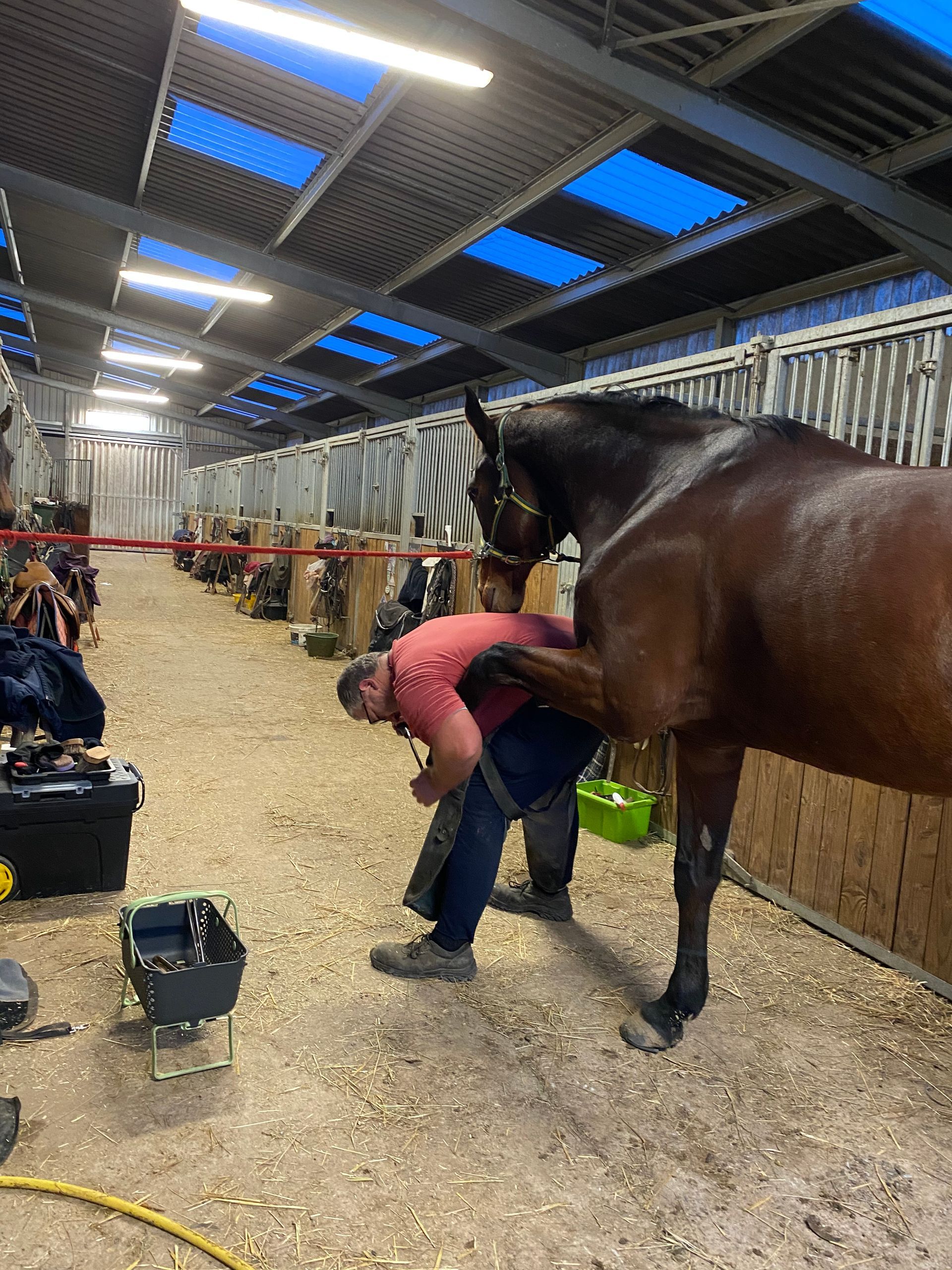 Cheval dans une stalle, regardant vers l'avant avec une robe brune et une liste blanche.