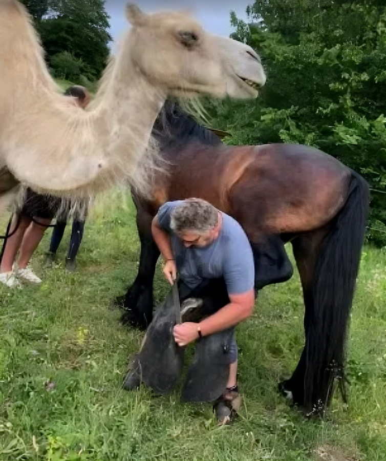 Un chameau et un cheval se tiennent sur l'herbe tandis qu'un homme met un fer au cheval.