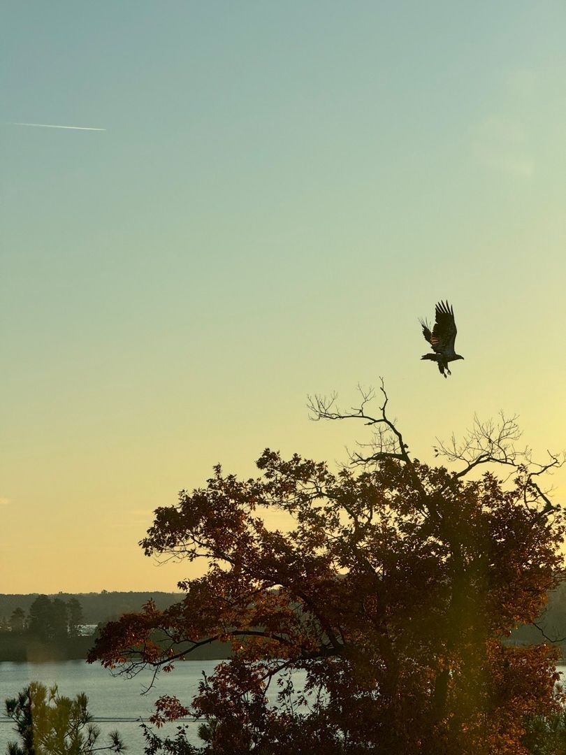 A bird is flying over a tree near a body of water
