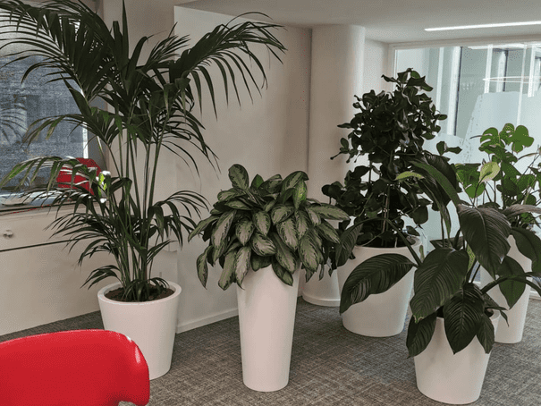 Ambition Paysage Sàrl - entretien de plantes d'intérieur– paysagiste – plantation- Lausanne