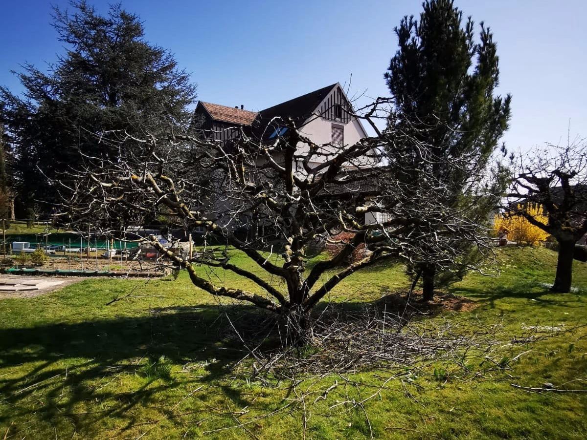 Ambition Paysage Sàrl - création et entretien de jardin – paysagiste – plantation- Lausanne