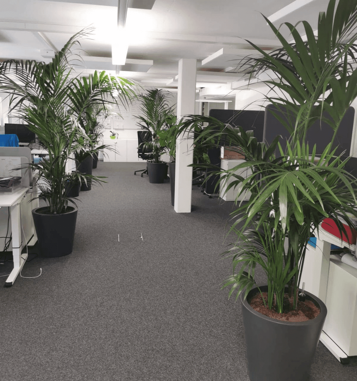 Ambition Paysage Sàrl - création et entretien de jardin – paysagiste – plantation- Lausanne